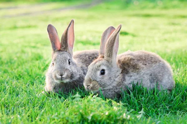 Изображение Двух Серых Кроликов Зеленой Траве Стоковая Картинка