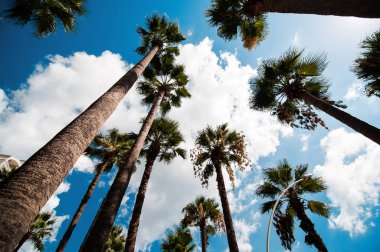 Yaz palmiye ağaçları mavi gökyüzünde bulutlar karşısında