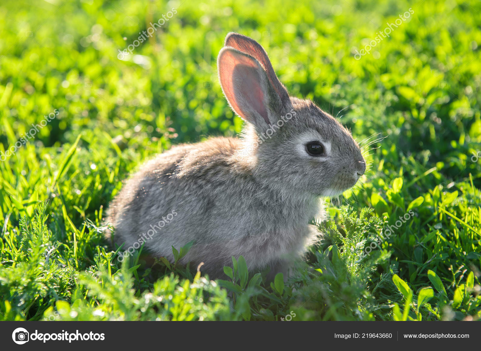 Cute grey bunny 2025
