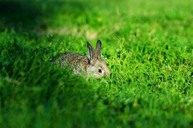 Güzel küçük tavşan otların arasında saklanıyor. Yaz günü yeşil çim üzerinde küçük tavşan