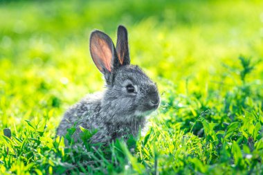 Yaz günü yeşil çimenlerin üzerinde güzel genç küçük tavşan. Çim, güneşli bahçe oturan küçük gri Tavşan