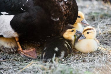 Küçük ducklings anneleri altında güvenlik içinde oturan demet. Birlikte oturan ve bir güneşlenme alarak ördek yavrusu