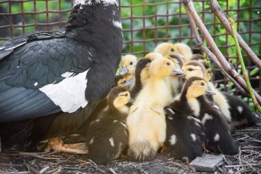 Onların anne altından etrafa küçük ördek yavrusu. Ördek yavrusu çimenlerin üzerinde açık