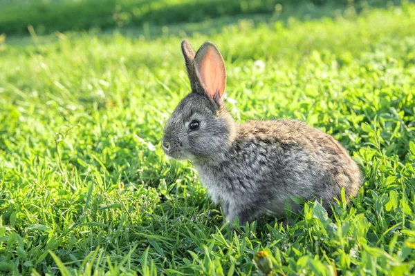 Little funny rabbit running on the field. A small rabbit posing for a cute picture, summer grass all around