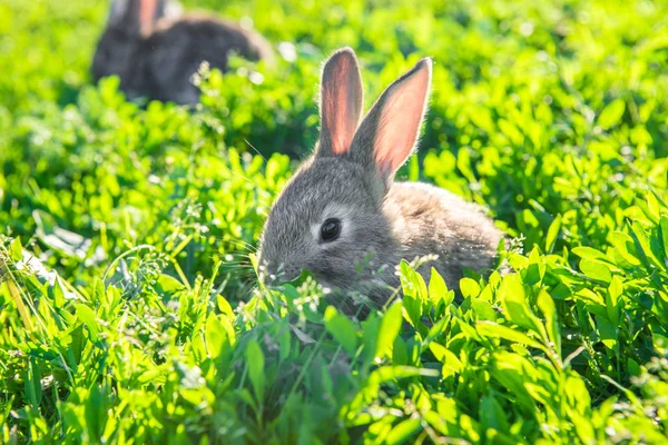 Flauschiges Kaninchen Das Ruhig Frischen Gras Sitzt Graue Kaninchen Auf — Stockfoto