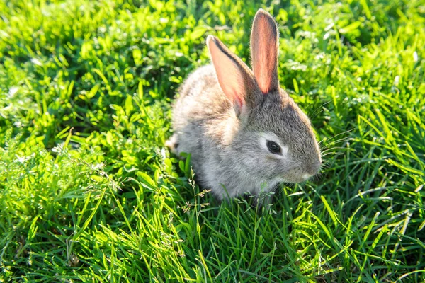 Wunderschönes Graues Kaninchen Das Gras Chillt Sonnenschein Und Wärme — Stockfoto