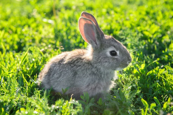 草に落ち着いて座っている灰色ウサギのかわいい写真 — ストック写真