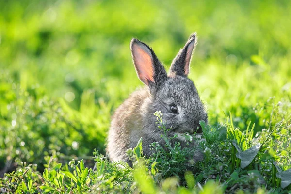 Niedliche Baby Kaninchen Auf Einem Grünen Rasen Sonnenschein Ein Nettes — Stockfoto