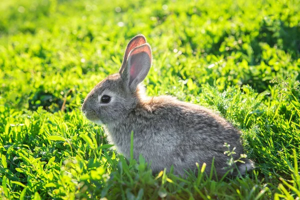 Lustiges Graues Kaninchen Das Einem Sonnigen Gras Sitzt Schöne Junge — Stockfoto