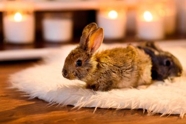 İki utangaç gri Tavşan kürklü beyaz carpe üzerinde daha önce başka bir