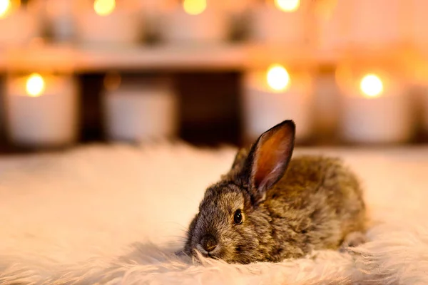 Przestraszony, szary królik uważnie leżącego na biały puszysty dywan — Zdjęcie stockowe