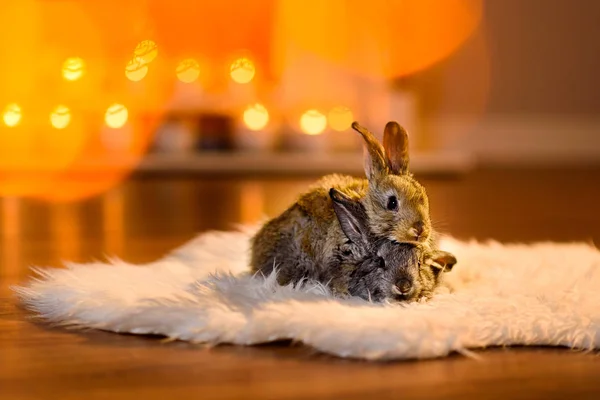 Dwa króliki siedzi jedna na drugiej na furry biały dywan — Zdjęcie stockowe