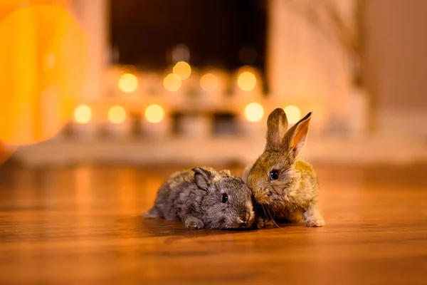 Kilka dwa piękne króliczki na drewnianą podłogę przytulny pokój — Zdjęcie stockowe