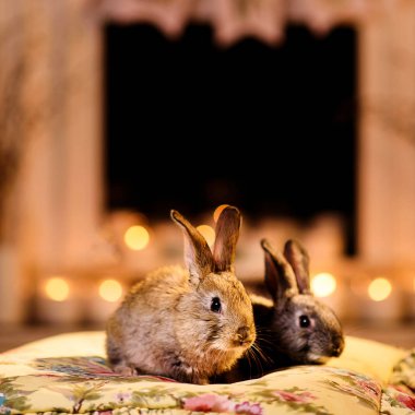 Bir çiçek üzerinde oturan iki sevimli tavşan yastık, kulakları kadar dikkatle baskılı, mumlar arkalarındaki bulanık. Şömine tarafından gri tavşan.