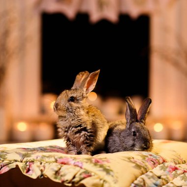 İki tavşan şömine tarafından. Bir akşam sıcak ışık ile bir odada iki tüylü tavşanlar.