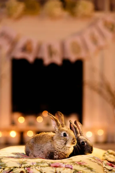 Rabbits by the fireplace. Two grey easter bunnies lying on a pillow, holiday atmosphere sparkling warmly behind them.