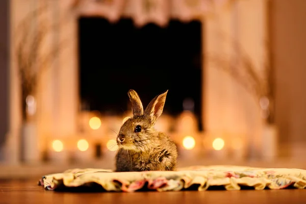 Кролик Сидит Камина Хороший Кролик Теплой Светлой Комнате Стоковое Фото