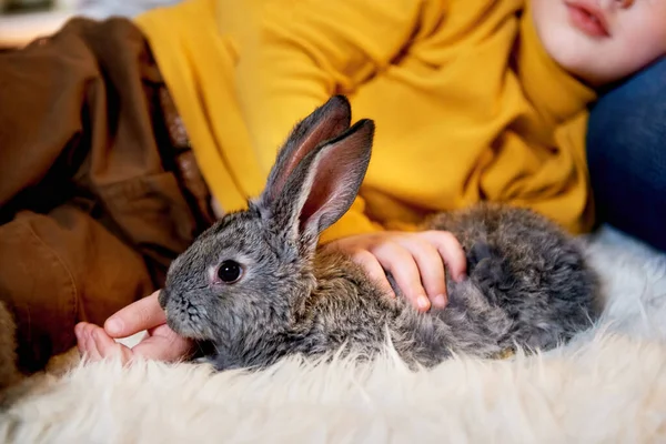 Kleines Graues Kaninchen Den Händen Eines Kleinen Jungen — Stockfoto