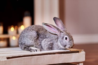 Tavşan grisi tavşan türü sıcak arka ışığı ile içeride poz verir.