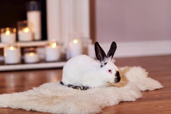 아름다운 캘리포니아 토끼가 빛으로 실내에 모습을 드러낸다 — 스톡 사진