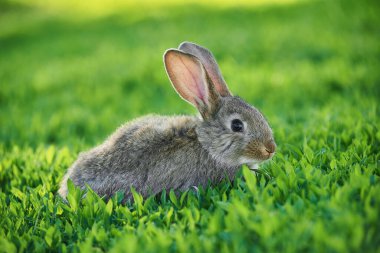 Küçük şirin gri tavşan yeşil çimenlerde oturuyor ve kulakları havada.