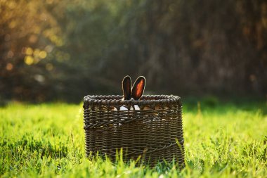 Tavşan kulakları sepetten sarkıyor.