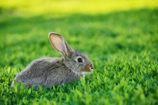 Niedliche Kleine Kaninchen Sitzt Auf Grünem Gras Konzept Von Nagetier — Stockfoto