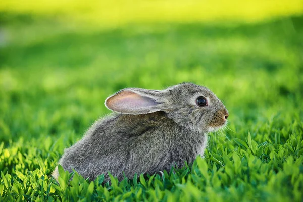 Lindo Conejo Gris Adorable Sentado Césped Hierba Verde Patio Trasero —  Fotos de Stock