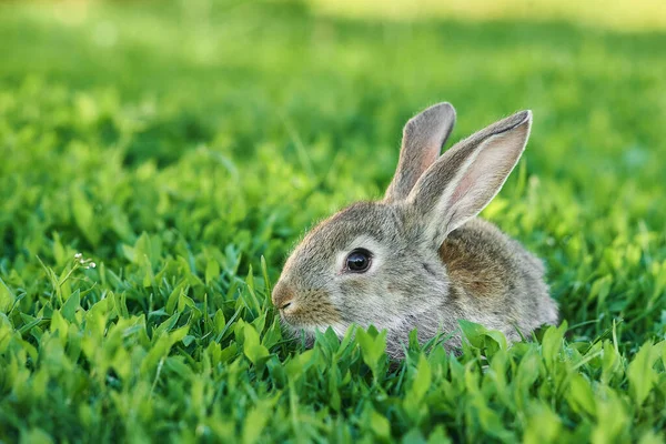 Conejo Gris Sienta Hierba Verde Aire Libre Saludos Pascua Conejo —  Fotos de Stock