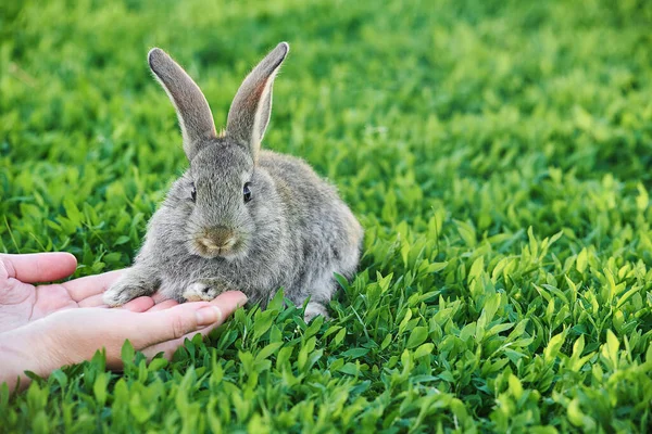 Weibliche Hände Streicheln Ein Niedliches Kleines Graues Kaninchen — Stockfoto