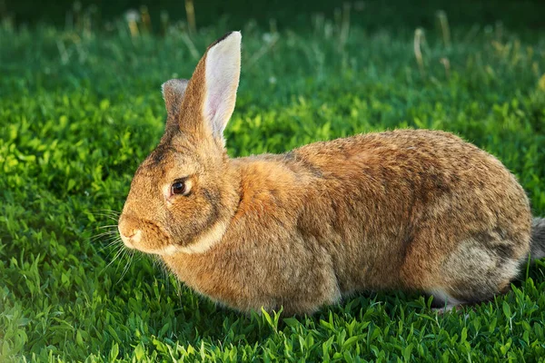 Фламандский Гигантский Кролик Серый Коричневый Естественный Цвет Зеленой Траве Открытом — стоковое фото