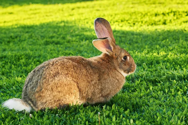 緑の芝生の屋外でフランダースの巨大なウサギ 茶色の自然な色 — ストック写真