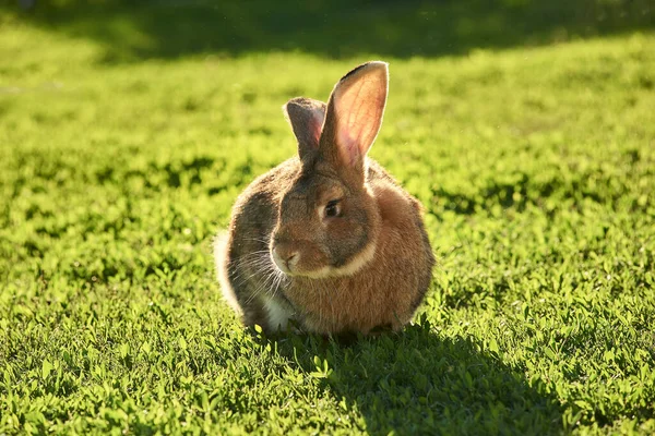 Großer Hase Auf Sonnigem Rasen Hinterhof Ostern Natur Und Tier — Stockfoto