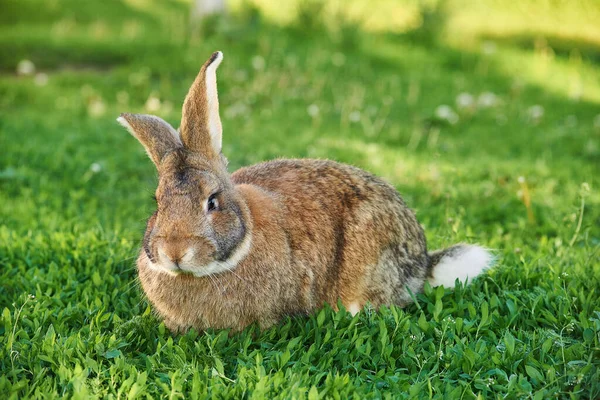 Belgické Flandry Nebo Giant Rabbit Sedí Zeleném Trávníku Dvorku Velikonoční — Stock fotografie