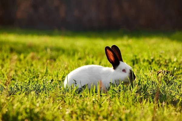 Калифорнийская Белая Порода Домашнего Кролика Солнечной Лужайке — стоковое фото