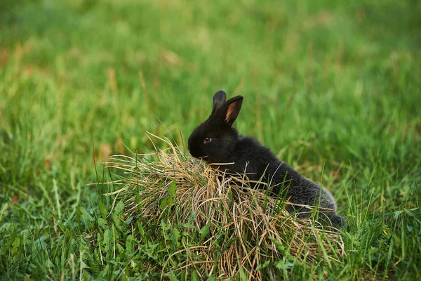 Cute little black rabbit sits in green grass outdoor. Llttle black rabbit climbed a bump