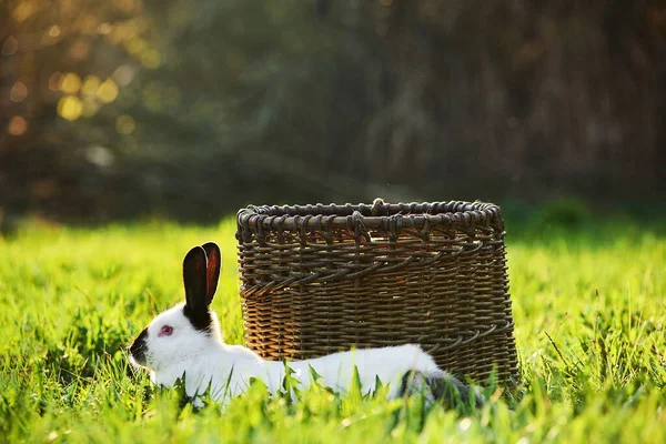 Kalifornische Hauskaninchenrasse Liegt Vordergrund Neben Dem Korb Auf Dem Rasen — Stockfoto