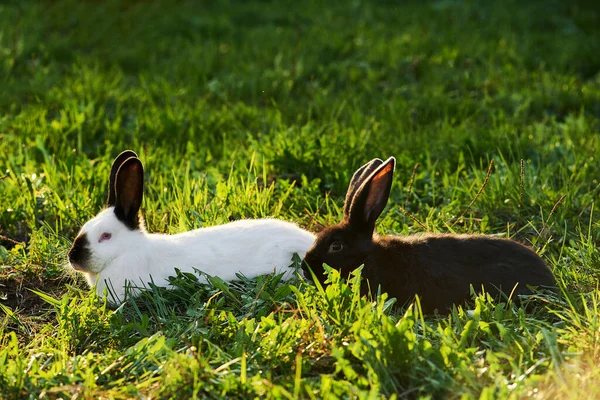 Twee Konijnen Grazen Wei Twee Konijnen Tussen Het Gras Een — Stockfoto