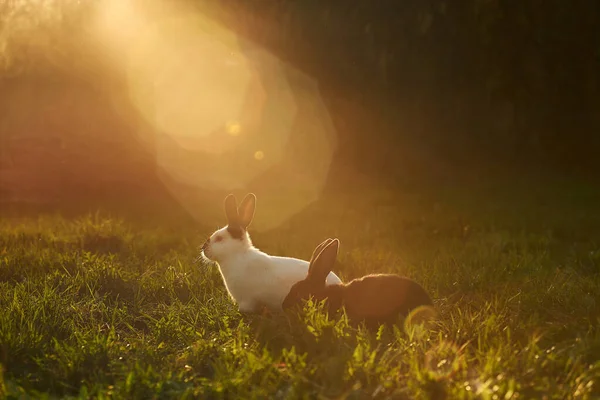 Dwa Króliki Siedzące Zielonym Trawniku Podwórku Bunny Siedzi Łące Zielonym — Zdjęcie stockowe