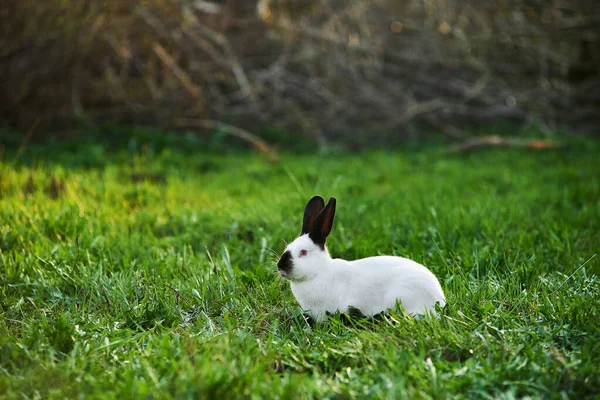 Калифорнийский Белый Вид Домашнего Кролика Кролик Сидит Зеленой Траве Открытом Лицензионные Стоковые Фото