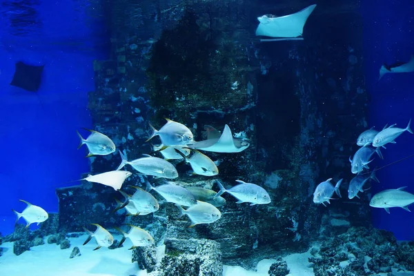 Meşhur Veracruz akvaryumunda farklı renklerde balıklarla dolu güzel ve devasa bir akvaryum.