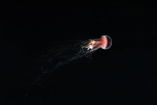 Belas Medusas Vermelhas Naturais Nadando Água Escura Aquário — Fotografia de Stock