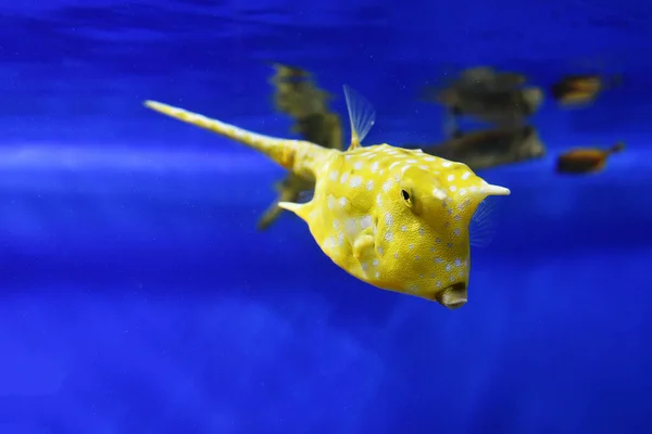Екзотичний Жовтий Рогатий Рибний Автомобіль Язик Довгоносик Lactoria Cornuta — стокове фото