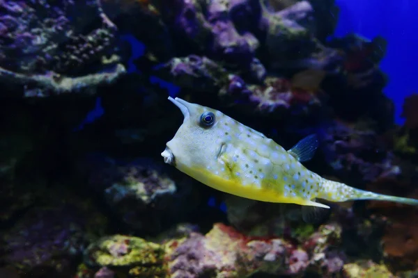 Benekli Egzotik Balık Konsepti Biyonik Araba Tropikal Balıklar — Stok fotoğraf