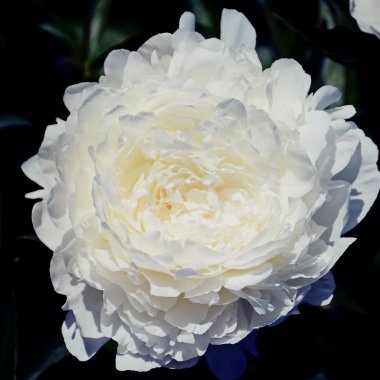  Peonies Kiev Botanik Bahçesi içinde