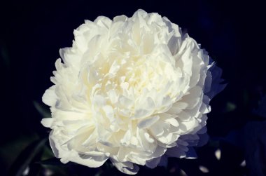  Peonies Kiev Botanik Bahçesi içinde