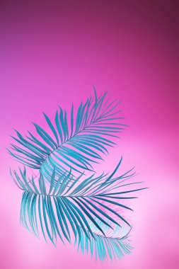 Mavi palm pembe artalan üzerinde bırakır. 3D