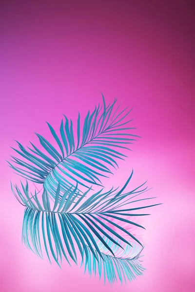 Blue palm leaves on pink backgound. 3d