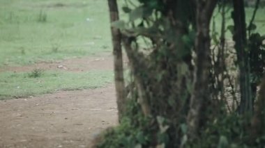 Kisumu, Kenya - 15 Mayıs 2018: Görünümü ile Afrikalı Çocuk yolda lastikleri ile oynarken yapraklar. Çocuklar birlikte eğleniyor.