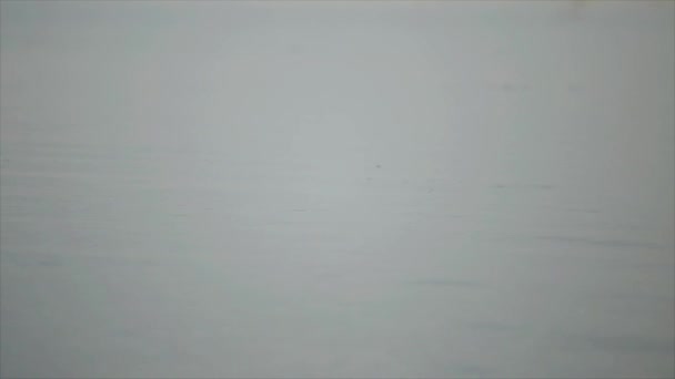 Hermoso paisaje del mar. Hipopótamo sobresale de su hocico del agua y se sumerge de nuevo . — Vídeo de stock
